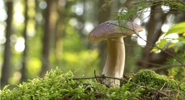 Ağaçların arasından süzülen güneş ışığıyla dolu verimli bir orman ortamında yetişen ve sonbahar mevsiminde doğal güzellikleri ve canlı yeşil yaprakları sergileyen güzel yaban mersinli çörekler ya da mantarlar.