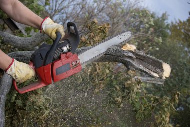 Açık havada insan kütükleri kesmek için elektrikli testere kullanır.