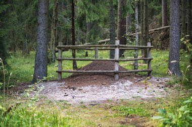 Büyük bir karınca tepeciği, yemyeşil bir ormanda bulunan ahşap bir bariyerin içinde. Sahne doğal habitat, koruma ve orman ekosistemlerinin güzelliğini vurguluyor..
