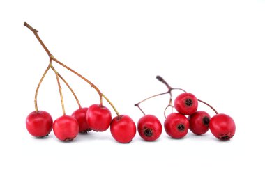 Beyaz arka planda sapları olan canlı kırmızı dikenli meyveler, güz hasadı ve sağlıklı beslenme için ideal taze ve doğal meyveyi gösteriyor..