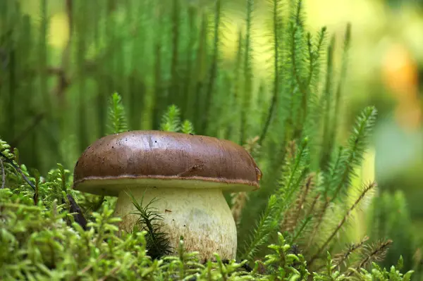 stock image Close-up of a bay bolete mushroom growing on a mossy forest log, showcasing natural textures and earthy tones in a serene woodland setting