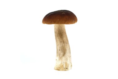 Beyaz arka planda sergilenen taze bir porcini mantarı doğal dokularını ve toprak tonlarını gözler önüne seriyor. Boletus edulis ya da cep, bozuk para mantarı.