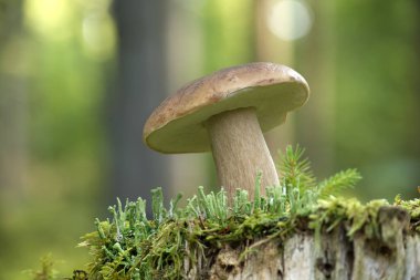 Close-up of a porcini or cep, penny bun mushroom growing on a moss-covered tree stump in a forest. The blurred background enhances the natural and serene beauty of the scene. clipart