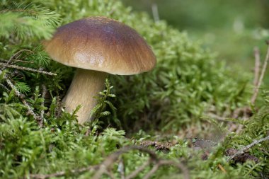Boletus edulis mantarı ormandaki yemyeşil yosun ve yapraklarla çevrili, doğanın güzelliğini yakalıyor..