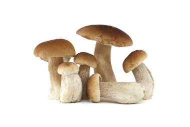 Mutfak ve gastronomik kullanım için mükemmel, beyaz arka planda sergilenen bir grup taze sepet ya da bozuk para mantarı. Boletus edulis veya porcino, porcini mantarı.