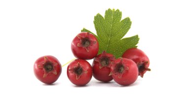 Fresh red common hawthorn berries with green leaves isolated on a white background, Crataegus monogyna, for natural health remedies and herbal supplements clipart