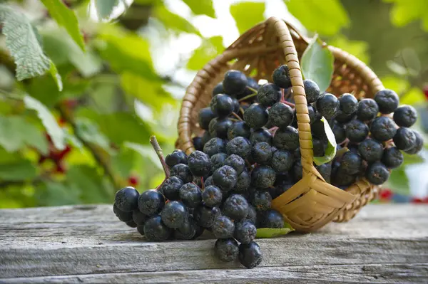 stock image Fresh aronia melanocarpa (black chokeberry) in a wicker basket. Outdoor setting with green nature background.