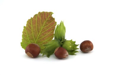 Young hazelnuts and ripe brown hazelnuts isolated on white background