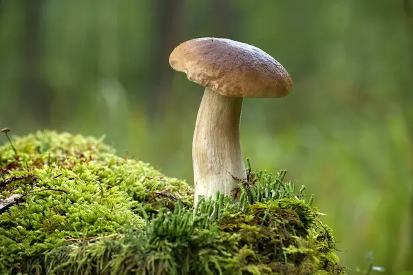 Porcini ya da sepse yakın çekim, bir ormanda yosun kaplı bir ağaç gövdesinde büyüyen bozuk para mantarı. Bulanık arka plan, sahnenin doğal ve huzurlu güzelliğini arttırır..