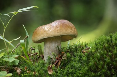 Boletus mantarı canlı yeşil yosunlarla çevrili yeşil orman ortamında yetişiyor. Doğanın güzelliğini ve huzurunu yakalar..