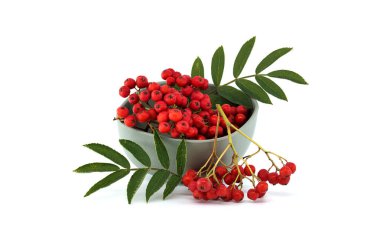 Temiz beyaz arkaplan üzerine kurulmuş yeşil yapraklı kırmızı böğürtlenli büyüleyici bir düzenleme. Doğa, tazelik ve organik güzellik kavramları için mükemmel..