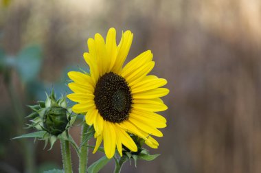 Göz kamaştırıcı sarı bir ayçiçeği bulanık yeşil bir arka planda, sükunetin ve doğal güzelliğin özünü yakalıyor..