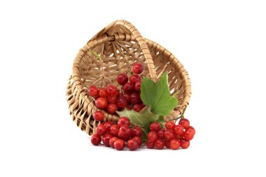 Taze Aronia melanocarpa üzümlerinin yakın plan çekimi beyaz arka planda yeşil ve turuncu yapraklı hasır bir sepetten dökülüyor.