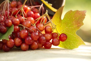 Close-up of viburnum opulus berries and a green leaf on wood, captured in natural sunlight. Emphasizes autumn harvest and organic gardening. clipart