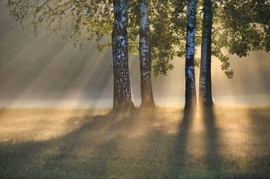 Güneş ışığı, sisli bir sabahta huş ağaçlarının arasından akar, sakin gölgeler bırakır ve huzurlu atmosferi, dingin bir ormanda ılık ve yumuşak renklerle güçlendirir..