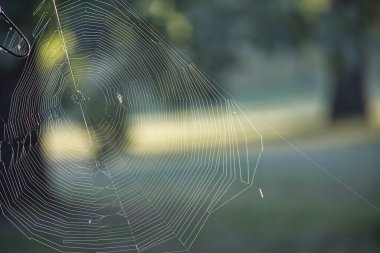 Güneş ışığında parıldayan narin örümcek ağının yakın plan görüntüsü bulanık doğal arka plan, karmaşık tasarım ve doğanın güzelliği.