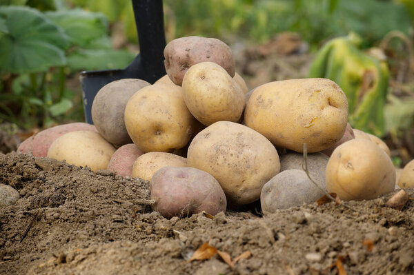 Куча свежесобранного картофеля, лежащего на почве с садовой лопатой на заднем плане. Картофель отличается по цвету, в том числе желтый, коричневый и красный, демонстрируя свой естественный земляной внешний вид
