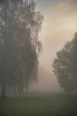 Bereketli yeşil bir ormanda sisli bir sabahın olduğu huzurlu bir manzara. Manevi sis sakin ve rahatlatıcı bir atmosfer yaratır.