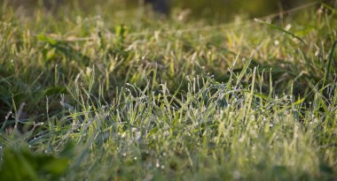 Ilık güneş ışığı altında yemyeşil çimlerin üzerinde parıldayan sabah çiğ serinliği yeni bir günün tazeliğini yakalıyor.