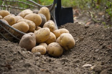 Bir bahçe ortamında hasat edilmiş patateslerin yakın plan görüntüsü, hasır sepet ve kürekle, organik tarımı ve hasat zamanını sembolize ediyor.