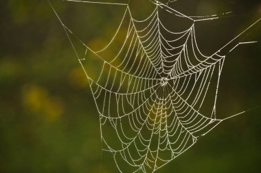 Güneş ışığıyla detaylandırılmış örümcek ağı, doğanın mimarisinin zarafetini odak dışı doğal bir fon ile yakalıyor..