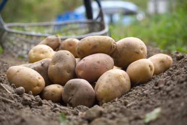 Taze patates dolu bir tel sepet bahçedeki toprakta, tarım ve organik tarım sergileniyor.