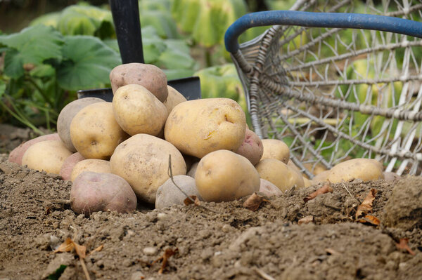 Крупный план свежесобранного картофеля в саду с плетеной корзиной и лопатой, символизирующий органическое земледелие и время сбора урожая