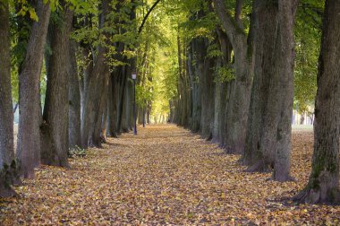 Altın sonbahar yapraklarıyla kaplı sakin ağaçlarla kaplı bir patika huzurlu bir park ortamında doğanın huzur dolu güzelliğini gözler önüne seriyor..