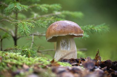 Sakin bir orman ortamında yosun ve yaprakların arasında büyüyen porcini mantarının detaylı bir görüntüsü. Doğa ve mutfak çıkarları için ideal.