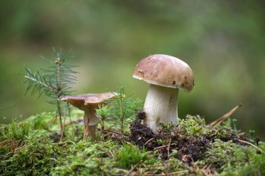 Etrafı yosun ve çam ağaçlarıyla çevrili yeşil bir orman ortamında yetişen sese mantarlarının huzurlu bir görüntüsü huzur ve doğal güzelliği çağrıştırıyor.