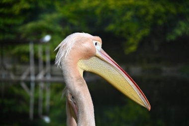 A close-up portrait of a pelican with a vibrant beak, standing by a serene pond surrounded by lush greenery clipart