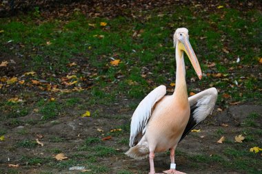 A majestic pelican with vibrant plumage stands gracefully on grass, surrounded by fallen autumn leaves, showcasing nature's serene beauty. clipart