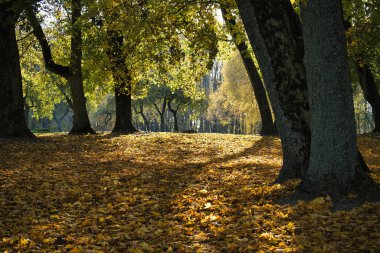 Gün ışığının ağaçların arasından aktığı sakin bir sonbahar ormanı. Altın yapraklardan bir battaniyenin üzerine gölgeler seriyor. Huzur ve sükunet hissi uyandırıyor..