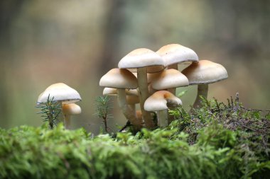 Bir grup mantar canlı, yosun kaplı orman zemininden yükseliyor, ormanlık alanda doğal güzellik ve biyolojik çeşitlilik hissi yayıyor.