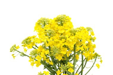 Kolza tohumu çiçeklerinin parlak sarısı, saf beyaz bir arkaplan üzerine kurulmuş, doğanın çarpıcı detaylarını ve bitki yaşamının özünü vurguluyor.