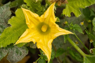Yeşil yaprakların arasında açan sarı balkabağı çiçeğinin yakın çekimi doğanın canlı güzelliğini ve büyümesini vurguluyor. Bir ev ortamında bahçıvanlığın ve yazın mükemmel tasviri.