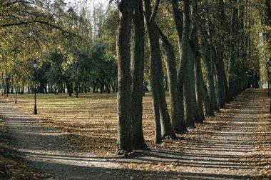 Uzun ağaçlarla kaplı sakin bir patika. Park ortamında uzun gölgeler bırakıyor. Düşen yapraklar zemini kaplıyor, sakin bir sonbahar atmosferini çağrıştırıyor..