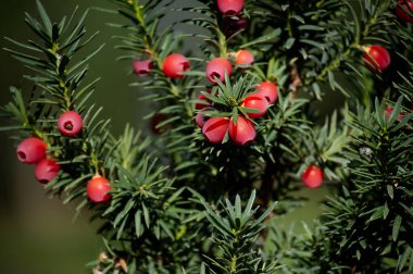 Close-up image of common yew berries on lush green needles, highlighting natural beauty. Ideal for showcasing European flora. Perfect for nature and botany enthusiasts seeking detailed plant imagery. clipart