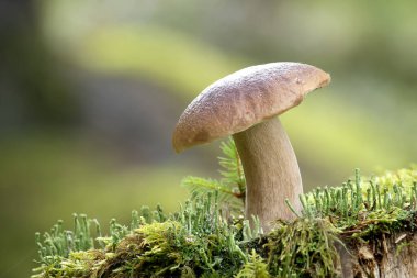 Porcini ya da sepse yakın çekim, bir ormanda yosun kaplı bir ağaç gövdesinde büyüyen bozuk para mantarı. Bulanık arka plan, sahnenin doğal ve huzurlu güzelliğini arttırır..