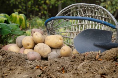 Bir bahçe ortamında hasat edilmiş patateslerin yakın plan görüntüsü, hasır sepet ve kürekle, organik tarımı ve hasat zamanını sembolize ediyor.