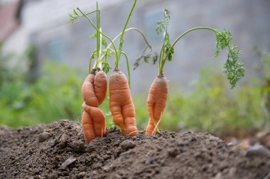 Bahçe toprağında birbirine dolanmış üç sıra dışı havucun yakın çekimi. Garip şekiller ve doğal güzellikler sergiliyor..
