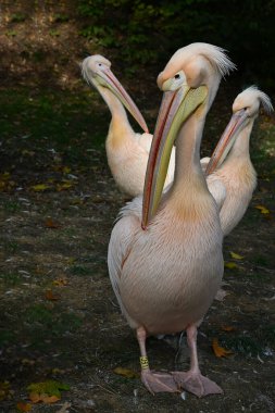 A captivating image of three pink pelicans standing together in a natural setting. This wildlife scene highlights the beauty and grace of these fascinating birds clipart