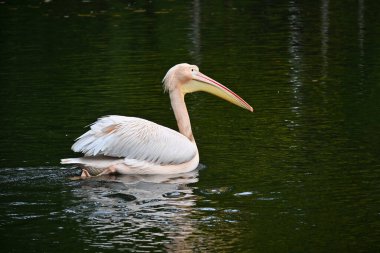 A serene pelican elegantly glides across a tranquil water surface, showcasing its majestic wings and long beak, embodying the essence of peaceful wildlife in natural settings clipart