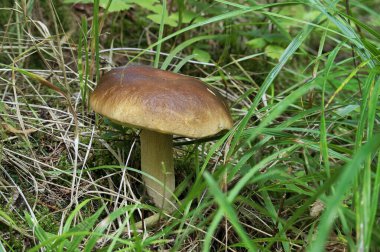 Vahşi boletus mantarı yemyeşil orman manzarasında yetişiyor güneşli bir günde yosun ve çimlerle çevrili doğal ortamında doğa ve orman ekolojisini gösteriyor.