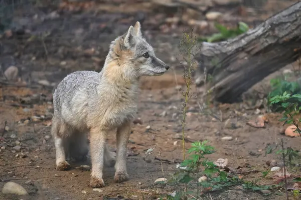 Corsac Fox doğal ortamında, çevresi orman bitkileri ve toprak tonlarıyla çevrili olarak tetikte bekliyor. Vahşi köpek, orman ortamında merak ve uyum sağlama yeteneği sergiler.