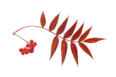 Beyaz bir arka planda izole edilmiş, doğanın güzelliğini gözler önüne seren, yapraklı kırmızı bir kızılcık dalının canlı bir görüntüsü.