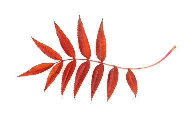 Beyaz arka planda izole edilmiş, uzun broşürleri olan parlak kırmızı bir Rowan yaprağının yakın çekimi. Doğa, sonbahar ya da botanik temalar için mükemmel.