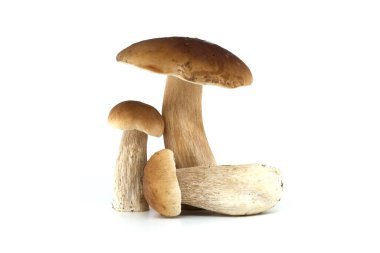 Beyaz arka planda sergilenen bir grup taze sepet ya da bozuk para mantarı doğal dokularını ve topraksı tonlarını gözler önüne seriyor. Boletus edulis veya porcino, porcini mantarı.