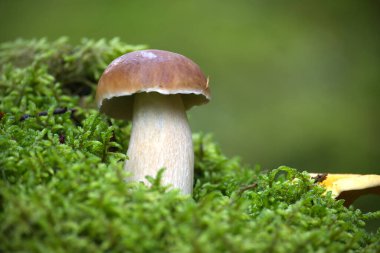 Bir orman ortamında canlı yeşil yosunların arasında tek bir Boletus edulis ya da sepet mantarı dimdik durur, vahşi doğada uyum ve doğal güzelliği taşır.
