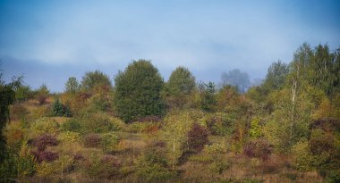 Parlak mavi bir gökyüzüne karşı açık bir alanda canlı yeşillikler ve zengin yeşillikler içeren huzurlu bir sonbahar sahnesi..